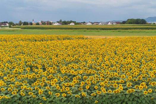 Wonderful panoramic view of field of sunflowers by summertime