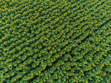 Wonderful panoramic view of field of sunflowers by summertime.