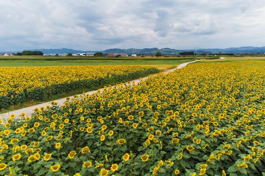 Wonderful panoramic view of gravel road cutting trough field of sunflowers by summertime
