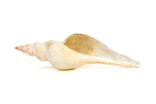 Image of white long tailed spindle conch seashells on a white background. Undersea Animals. Sea Shells.