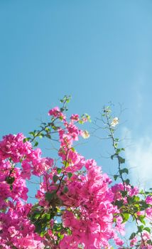 Pink flowers and blue sunny sky - floral background, spring holidays and womens day concept. Living life in bloom