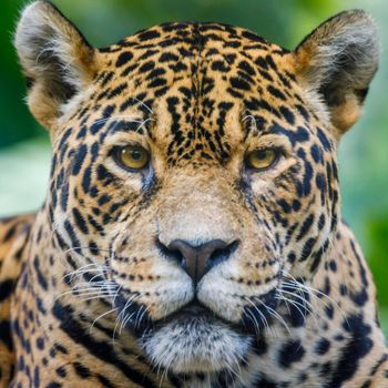 Jaguar Panthera onca majestic feline looking at camera in Pantanal, Brazil, South America