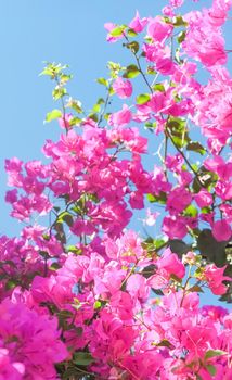 Pink flowers and blue sunny sky - floral background, spring holidays and womens day concept. Living life in bloom