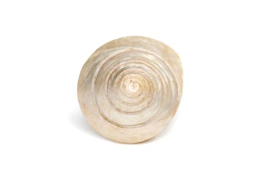 Image of pearl trochus seashells on a white background. Undersea Animals. Sea Shells.