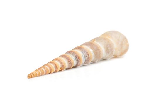 Image of pointed cone shell (Terebridae) on a white background. Undersea Animals. Sea Shells.