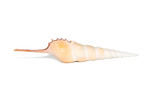 Image of Tibia Fusus sea shells (Spindle tibia or Shinbone tibia gastropod) on a white background. Sea shells. Undersea Animals.