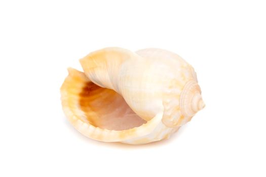 Image of grey bonnet (Phalium glaucum) seashells on a white background. Undersea Animals. Sea Shells.