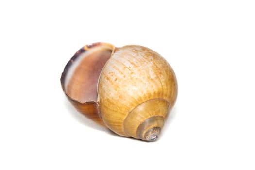 Image of brown spiral sea shell on a white background. Undersea Animals. Sea shells.