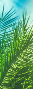 Wonderful green palm leaves - exotic vacation, botanical background and summer concept. Enjoy a tropical dream