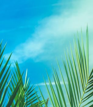 Wonderful green palm leaves - exotic vacation, botanical background and summer concept. Enjoy a tropical dream