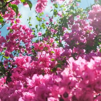 Pink flowers and blue sunny sky - floral background, spring holidays and womens day concept. Living life in bloom