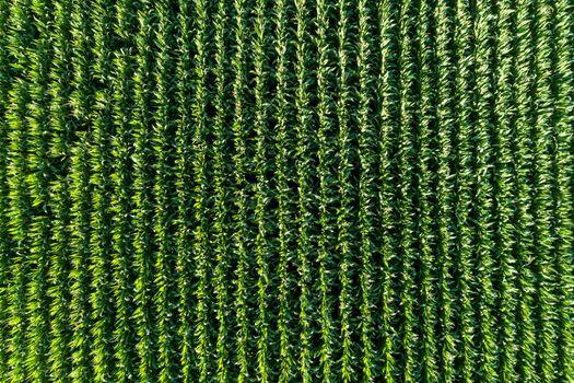 wide angle view of rows of corn in a field