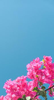 Pink flowers and blue sunny sky - floral background, spring holidays and womens day concept. Living life in bloom