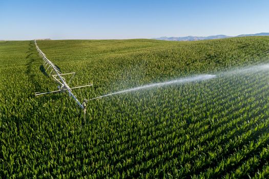 Aerial photo showing corn getting watered by a sprinkler