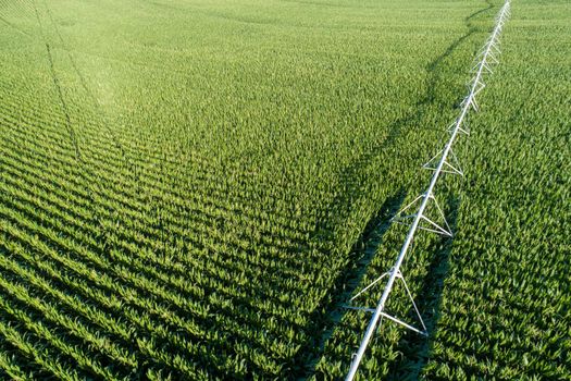 pipes brining water to help hydrate the corn crop