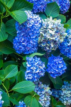 Hydrangea large-leaved blue Garden French wild-growing shrub. selective focus.nature