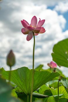 A pink lotus flower sways in the wind. Against the background of their green leaves. Lotus field on the lake in natural environment