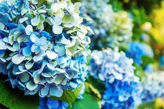 Hydrangea large-leaved blue Garden French wild-growing shrub. selective focus.nature