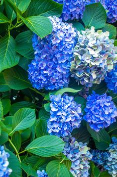 Hydrangea large-leaved blue Garden French wild-growing shrub. selective focus.nature