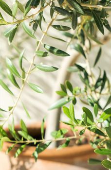 Olive tree and sunshine - gardening, nature background and environmental concept. The beauty of a green garden