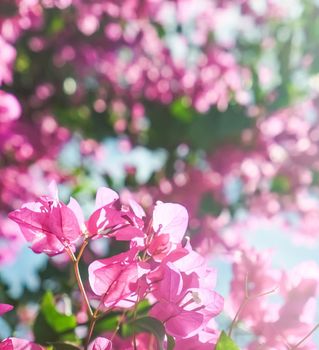 Pink flowers and blue sunny sky - floral background, spring holidays and womens day concept. Living life in bloom