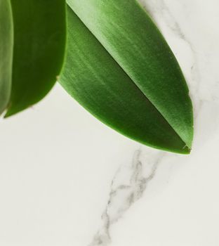 Green leaf on marble, flatlay - luxury design background, sustainable products and environmental concept. Eco-friendly way of life