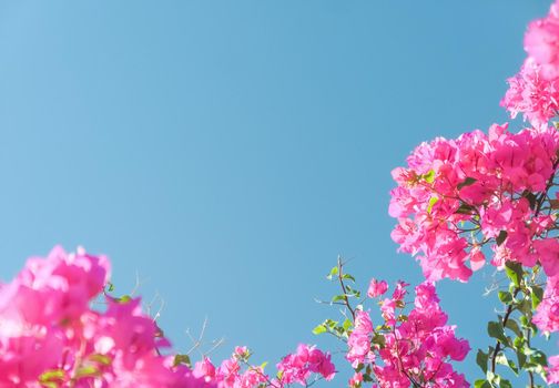 Pink flowers and blue sunny sky - floral background, spring holidays and womens day concept. Living life in bloom