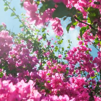 Pink flowers and blue sunny sky - floral background, spring holidays and womens day concept. Living life in bloom