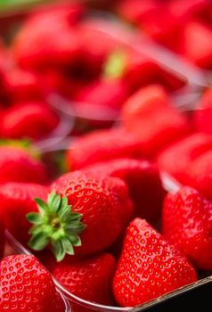 Strawberries packaged in box, sweet ripe perfect strawberry harvest, organic garden and agriculture concept