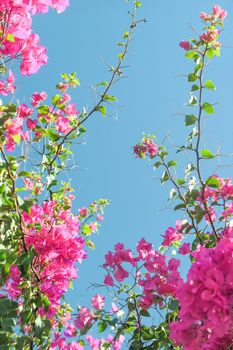 Pink flowers and blue sunny sky - floral background, spring holidays and womens day concept. Living life in bloom