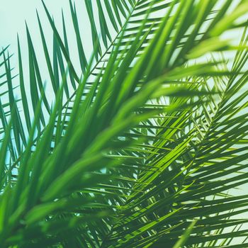 Wonderful green palm leaves - exotic vacation, botanical background and summer concept. Enjoy a tropical dream