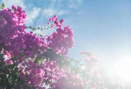 Pink flowers and blue sunny sky - floral background, spring holidays and womens day concept. Living life in bloom