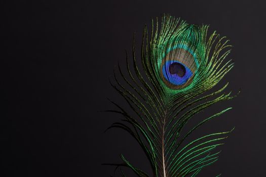 close-up of a colorful peacock feather on a black background