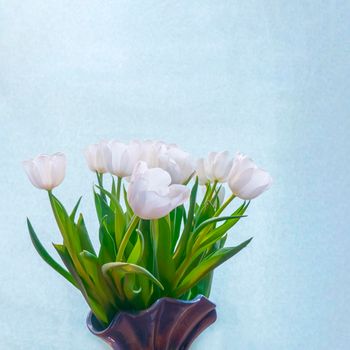 spring greeting card with flowers: white tulips on a sky-blue background. The concept of spring, tenderness, femininity. copy space