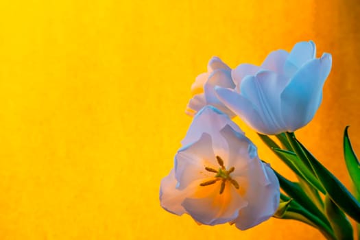 spring greeting card with flowers: white tulips on a orange or yellow background. The concept of spring, tenderness, femininity. banner with copy space