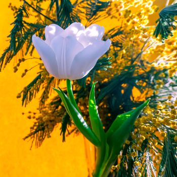 spring greeting card with flowers: white tulips and mimosa on a orange or yellow background. The concept of sunny spring, tenderness, femininity.