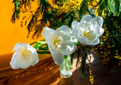 spring greeting card with flowers: white tulips and mimosa on a orange or yellow background. The concept of sunny spring, tenderness, femininity.