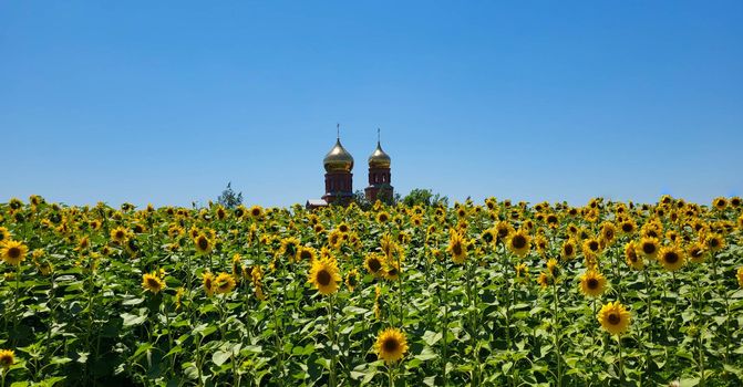 Orthodox church with golden domes in the middle of a field with sunflowers