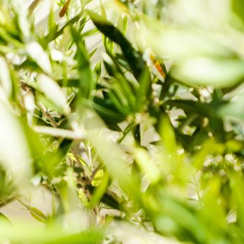 Olive tree and sunshine - gardening, nature background and environmental concept. The beauty of a green garden