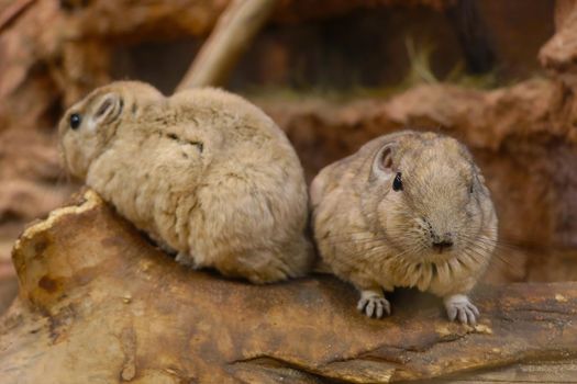 Close-up on gundi. Gundi is a genus of rodents in the comb-toed family