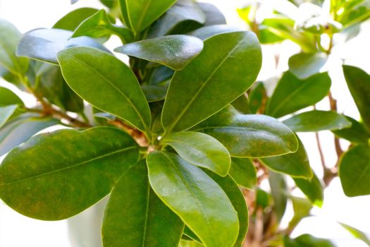 Beautiful young green houseplant on the window