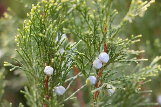 Beautiful young juniper in the park or garden. Decoration