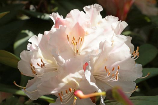 Close-up of a flowering rhododendron branch in the garden in the spring