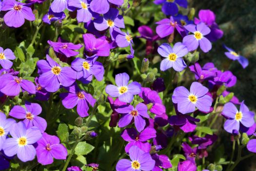 Beautiful perennial purple flowers bloom in a flower bed in the park