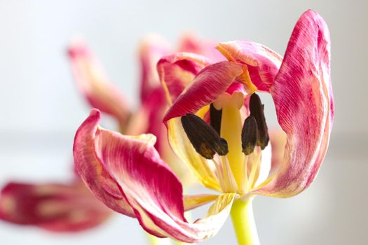 Close-up of a fading tulip. Fallen tulip petals