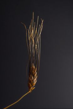 close-up of an illuminated ear of wheat on a dark background