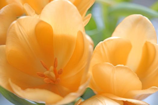 Bouquet of orange blooming tulips in a vase. Aromatic smell. Symbol of spring and prosperity. Flowers background