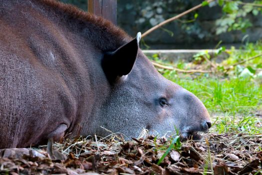 The plain tapir is a species of mammal from the tapir family. Large animal tapir