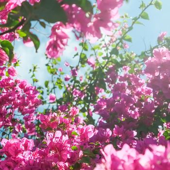 Pink flowers and blue sunny sky - floral background, spring holidays and womens day concept. Living life in bloom