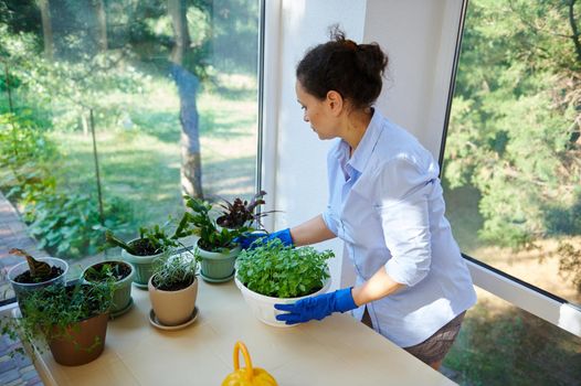 Top view of beautiful Hispanic housewife standing at table with houseplants in the veranda of a countryside house,using watering can, waters basil plant cultivated indoor, enjoying housekeeping chores